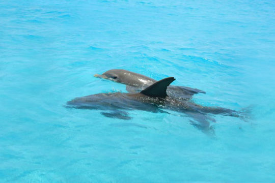 Dolphin Playground