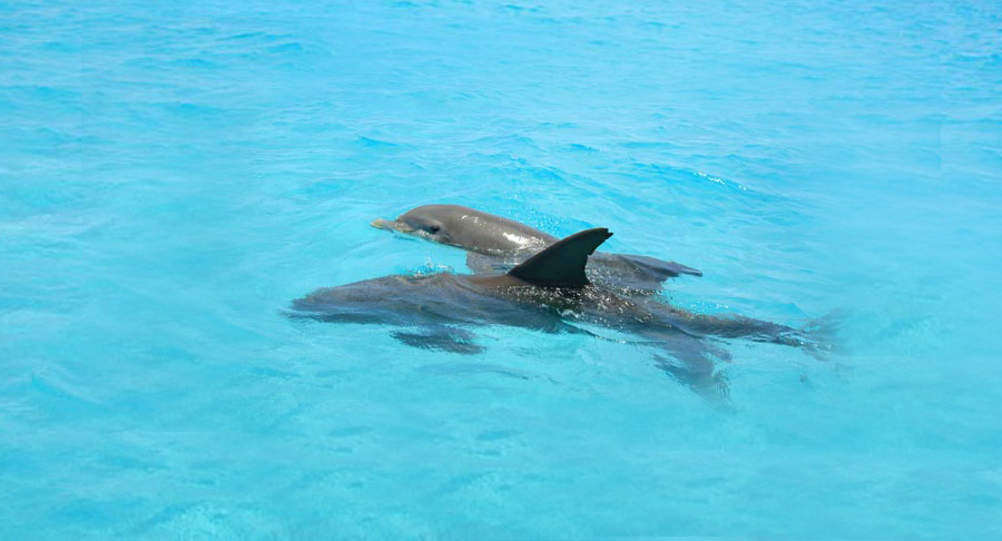 Dolphin Playground