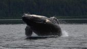 Amazing Whale Watching Tour