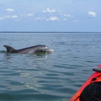 Boat Tours