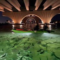 Boat Tours