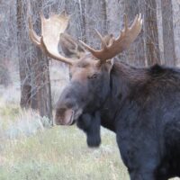 Nature & Wildlife