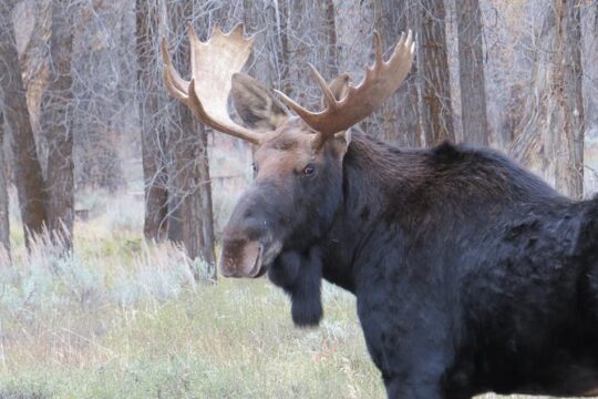 MLK Day in Grand Teton National Park