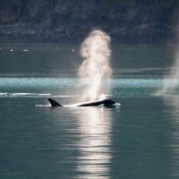 Cruises, Sailing & Water Tours