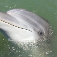 Dolphin & Whale Watching