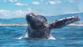 Whale Watch experience