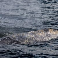 Dolphin & Whale Watching