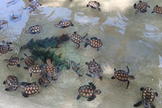 Valentine's Day in Vanuatu