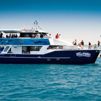 Dolphin & Whale Watching