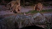 Bypass the queue for the Night Safari