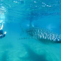 Kid Friendly Tours & Activities