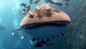 Sailrock dive