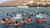 Sea lions are cute