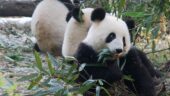 Stopover in Chengdu - amazing tour!