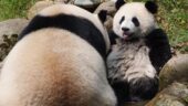 Best Panda 🐼 experience in Chengdu with Jay