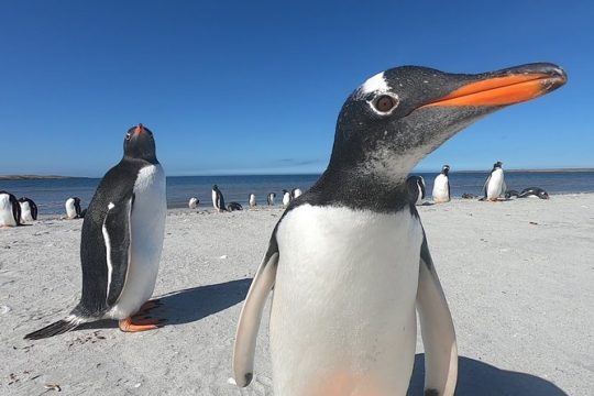 Halloween in Falkland Islands