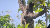 Amazing Panama Canal & Jungle Tour