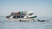 Fabulous Whale Watching trip from Victoria