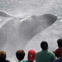 Luxury Tours