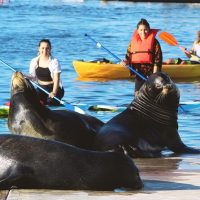 Stand Up Paddleboarding