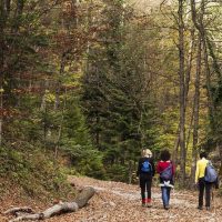 Walking Tours