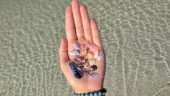 Shell lovers dream