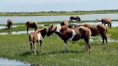 Horses and Dolphins