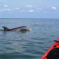 Boat Tours