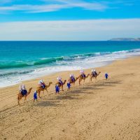 Bus & Minivan Tours