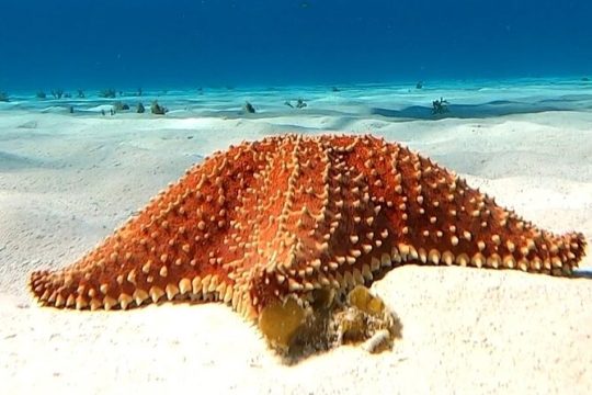New Year’s Eve in Cozumel
