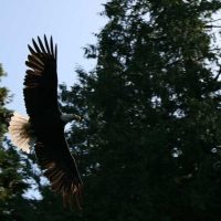 Air, Helicopter & Balloon Tours