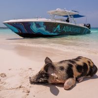 Day Cruises