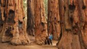 Honeymoon Sequoia Tour