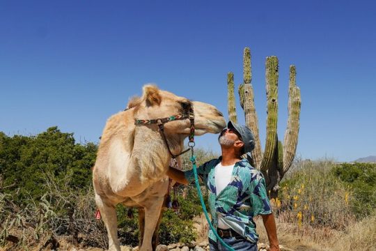 Halloween in Todos Santos