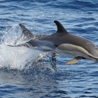 Shore Excursions