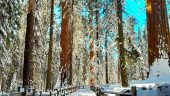 Great tour of Sequoias