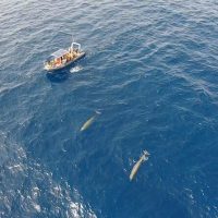 Dolphin & Whale Watching