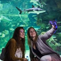 Attraction Tickets