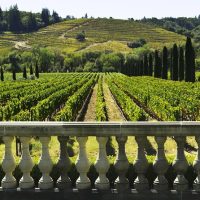 Food, Wine & Nightlife