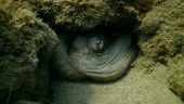 Snorkel experience
