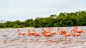 Flamingoes, herons, pelicans, cormorants, and crocs out in full force