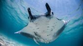 Great day with Mantas, whales, turtles and more