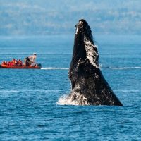 Shore Excursions