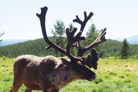 Easter in Yukon