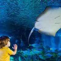 Holiday & Seasonal Tours