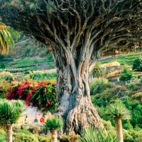 Luxury Tours