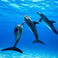 Boat Tours