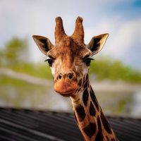 Zoo Tickets & Passes