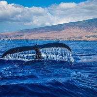 Dolphin & Whale Watching