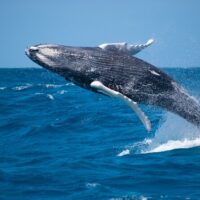 Cruises, Sailing & Water Tours
